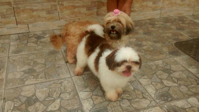 Vendo esse lindo casal