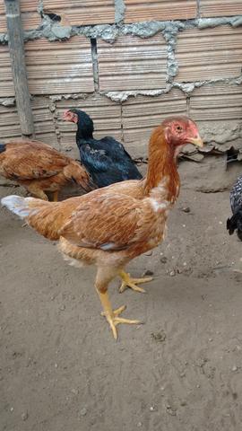 Vendo: galinha india combatente de excelente qualidade