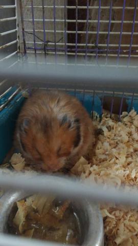 Vendo hamster sirio