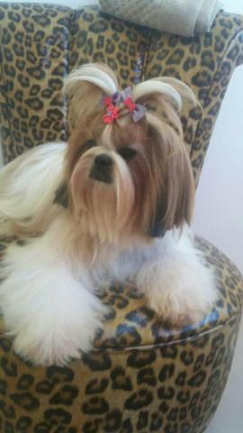 Vendo shih tzu adulta