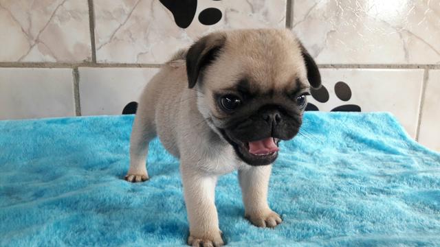 Último casal pug disponível