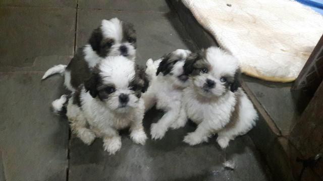 Belíssimos shih tzus c/ 50 dias, leiam:
