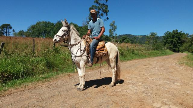 Burro bom sem defeito vídeo no Watts 