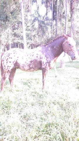 Cavalo quarto de milha