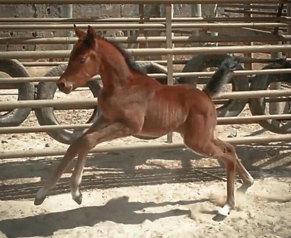 Cavalo árabe - Potra