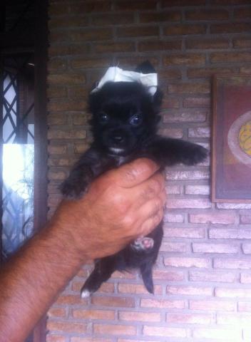 Chihuahua pelo longo_ Pedigree CBKC
