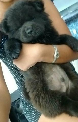 Chow Chow porte americano vacinado e vermifugados 