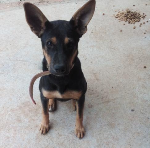 Doa-se cachorro e um saco de ração junto !