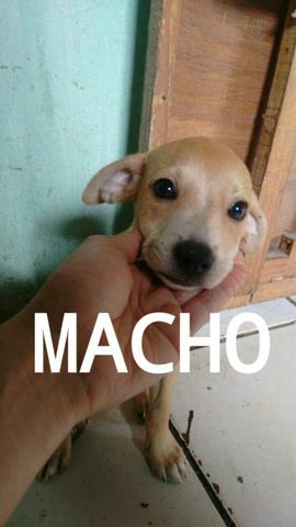 Doações de três cães