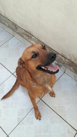 Doação Urgente (Labrador com Pastor)