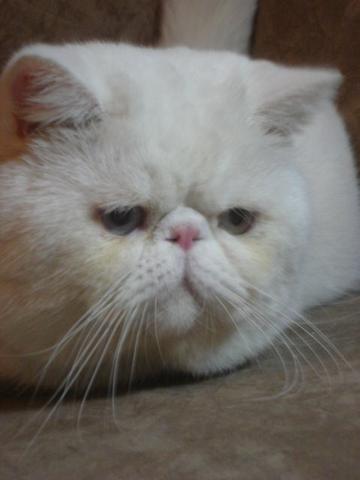 Gato exótico branco olhos azuis