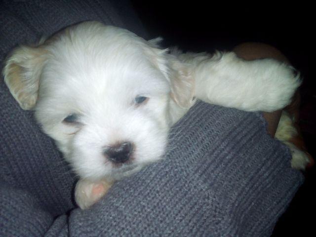 Lhasa Apso com shitsu