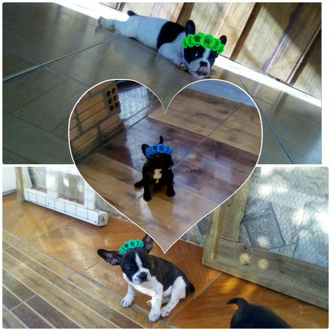 Lindos bulldog francês macho