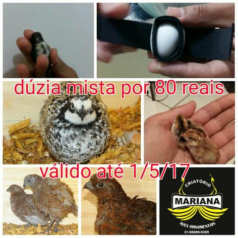 Ovos galados de codornas bobwhites