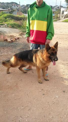 Pastor alemão com pedigree para crusa