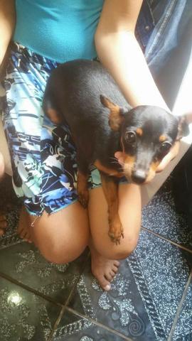 Pinscher