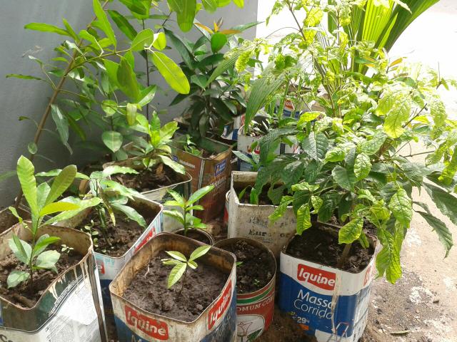 Plantas e mudas em Bom Jardim: coqueiro, jambo, sombeiros e