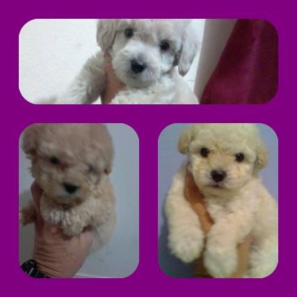 Poodle micro toy  machos femeas pronta entrega