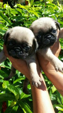 Pug míni fêmea e macho vacinado e vermifugado com 50 dias