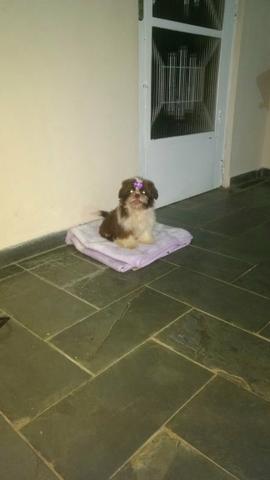 Shih Tzu femea Chocolate