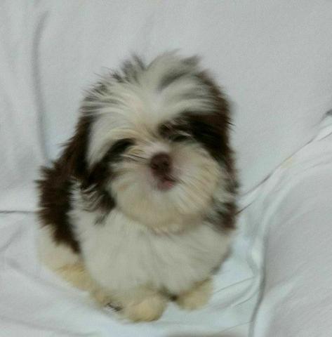 Shih Tzu machinho