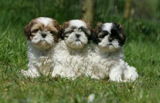 . Shihtzus