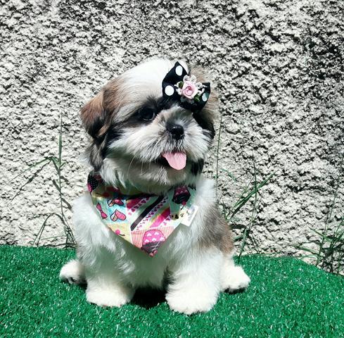 Shitzu tricolor feminha !!!