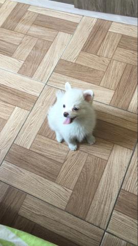 Spitz Branco EXATAMENTE O DA FOTO