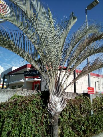Temos grandes contidades de sementes de palmeiras