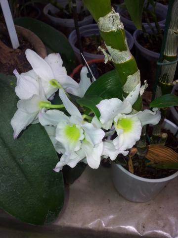 Tratamento espeçial em orquideas