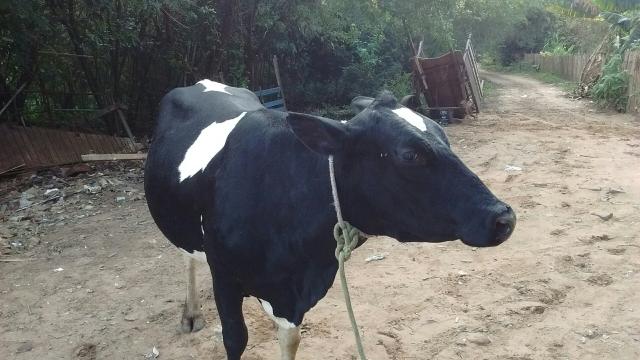 Vaca holandesa