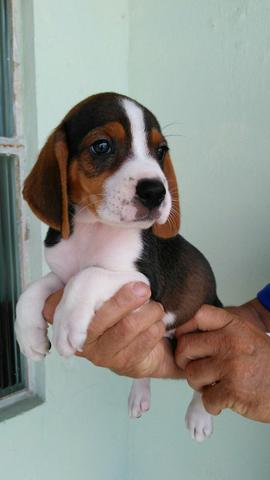 Vende-se beagle