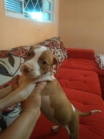 Vendi se casal de pitbul de 45dias