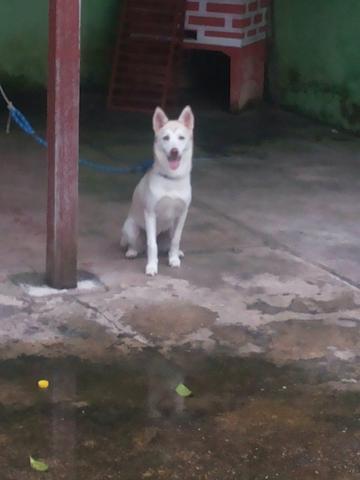 Vendo meu Huschy seberiano!