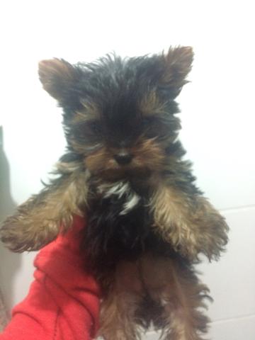 Yorkshire fêmea micro