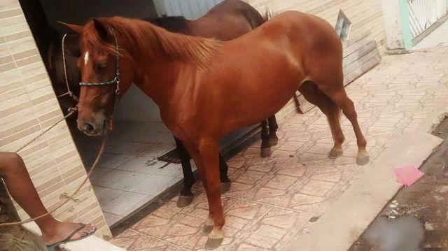 Égua Mestiça de Manga Larga