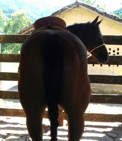 Égua Quarto de Milha