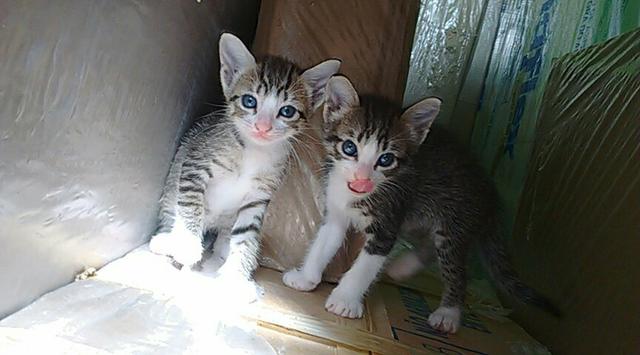 3 gatinho pra doação