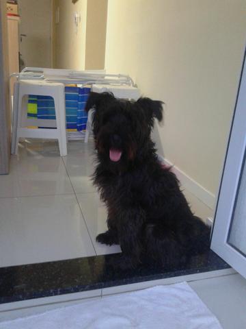 Abandonado 2x - Preciso de um lar