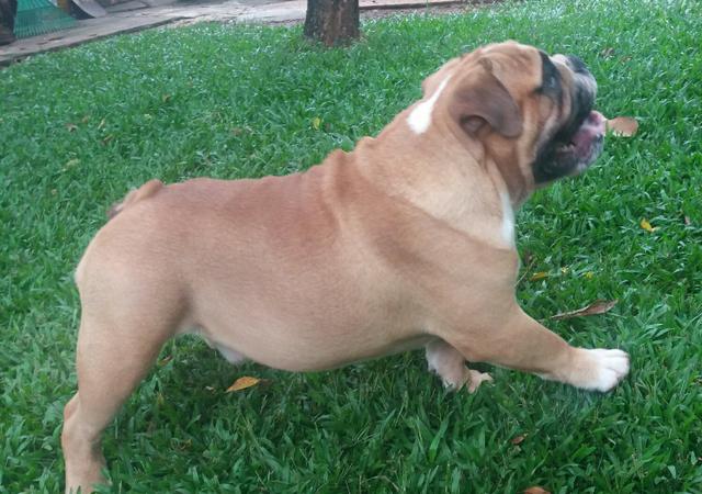 Buldog inglês