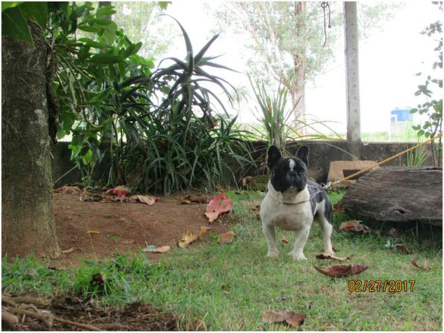 Bulldog francês padreador