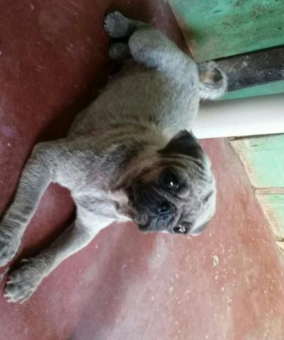 Cachorro raça PUG