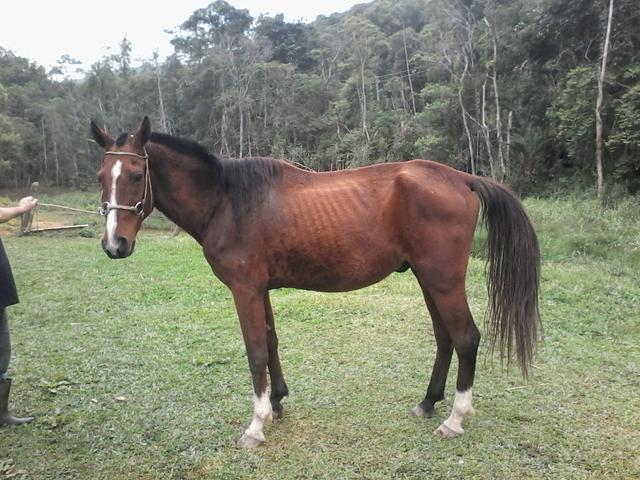 Cavalo trote passeiro