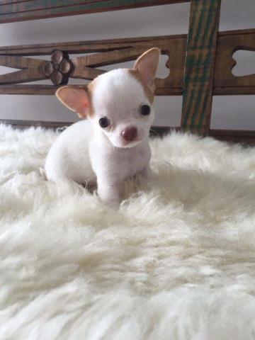 Chihuahua macho branquinho! linhagem importada