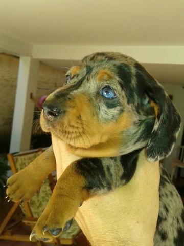 Cofap, Basse, Salsichinha