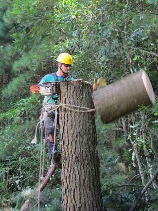 Corte e podas de árvores