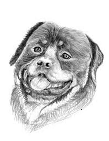 Desenho do Seu Cãozinho