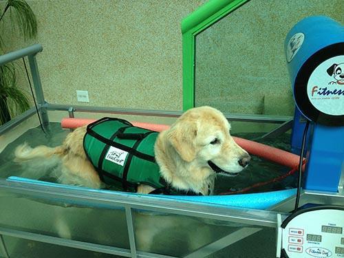 Fitness Dog Esteira aquática para fisioterapia