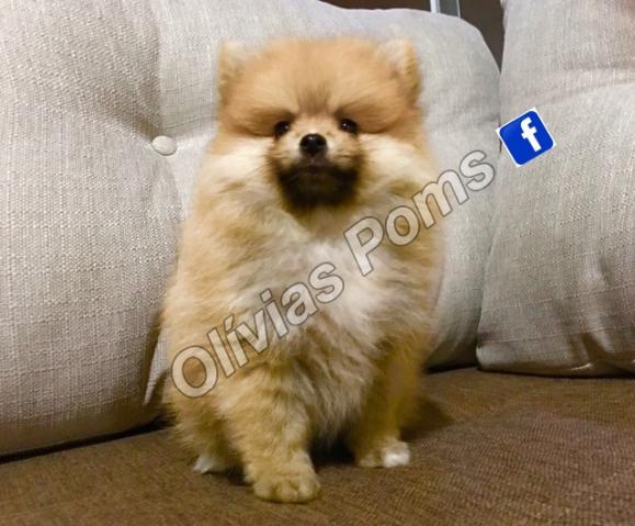 Fêmea disponível para dia das mães