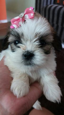 Fêmeas de ShihTzu puras